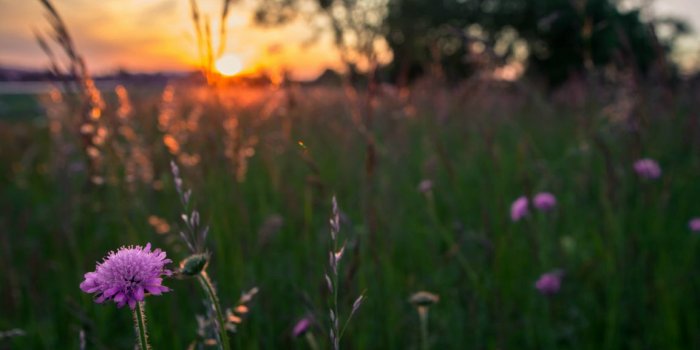 1153x700 Flowers purple field grass evening sun sunset macro motion blur
