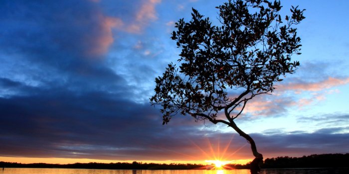 2560x1600 Evening River Tree Sun wallpapers