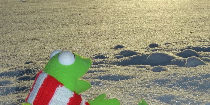 910x1213 HD wallpaper: Kermit, Snow, Winter, Cold, Evening Sun, winter cold