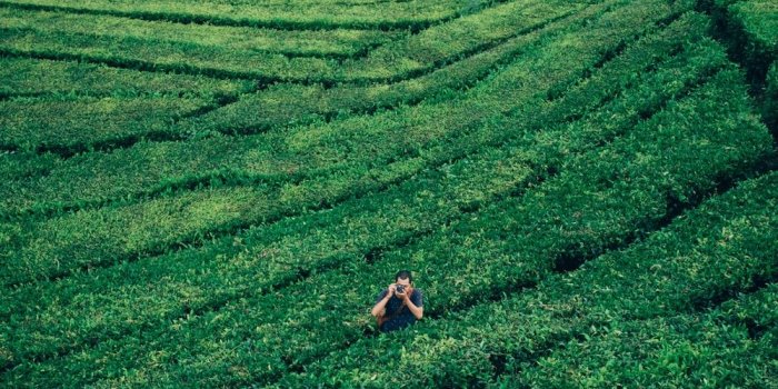 1000x1270 Tea Plantation Pictures | Download Free Images on Unsplash