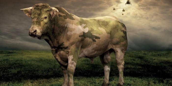 1024x768 Free download Holy cow EPA exposed to be using aerial surveillance