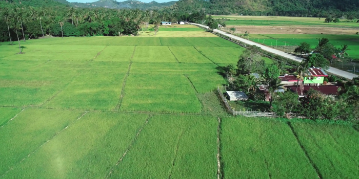 1920x1080 Aerial view of green rectangles rice fields on sunny day. Tropical