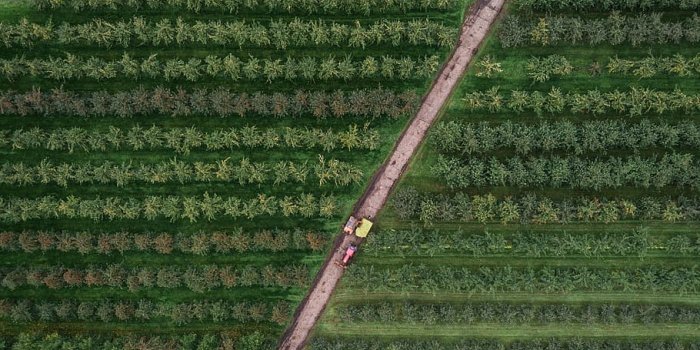 910x1214 HD wallpaper: bird's eye photography of trees, aerial view