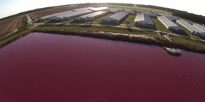 1920x1080 North Carolina Hog Farms Spray Manure Around Black Communities