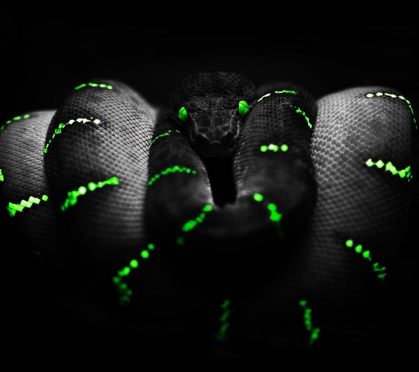 1440x1280 Neon Snakes Wallpapers