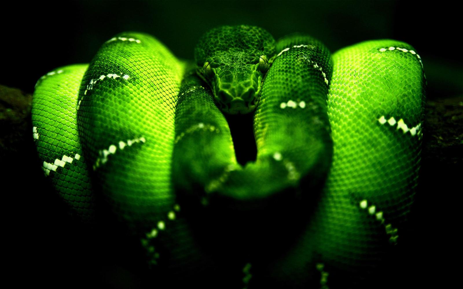 2560x1600 48+] Neon Snake Wallpaper on WallpaperSafari