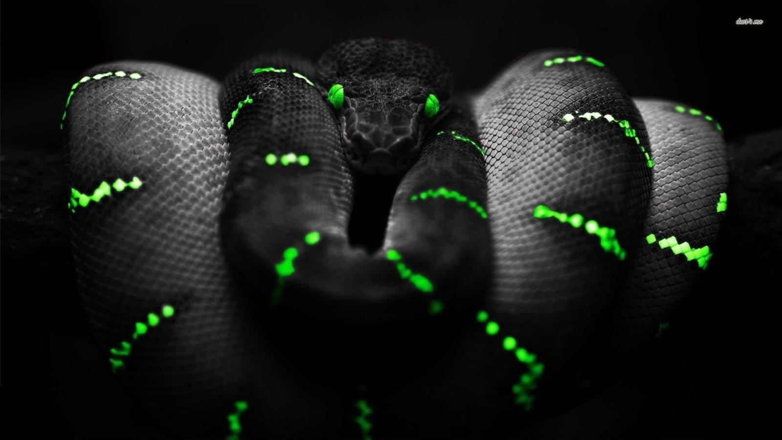 1920x1080 Green Snake Wallpapers - Top Free Green Snake Backgrounds