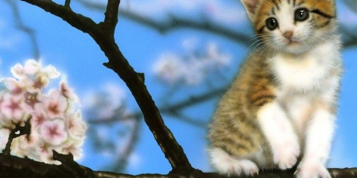 1024x768 Cute Baby Kittens Wallpapers