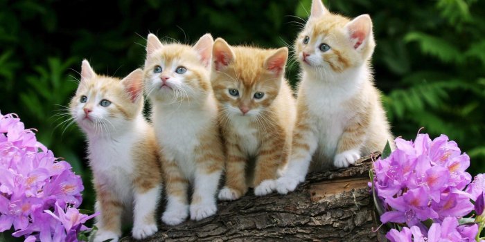 1920x1080 Kittens Screensavers Wallpaper (48+ images)