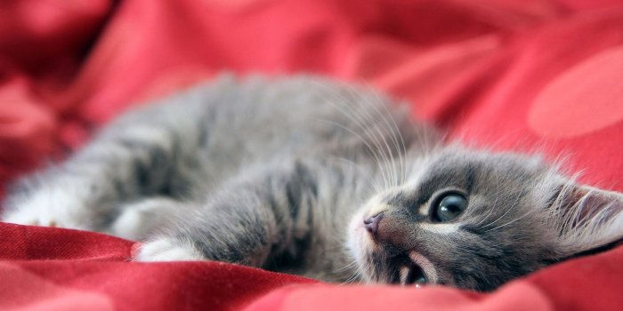 2560x1600 Images For > Cute Kittens Wallpapers For Mobile | Kittens cutest