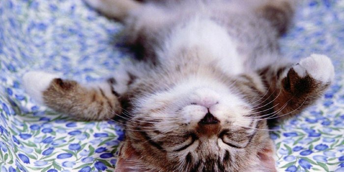 1024x768 Cute Little Kitten - Cute Kittens Wallpaper (16288222) - Fanpop