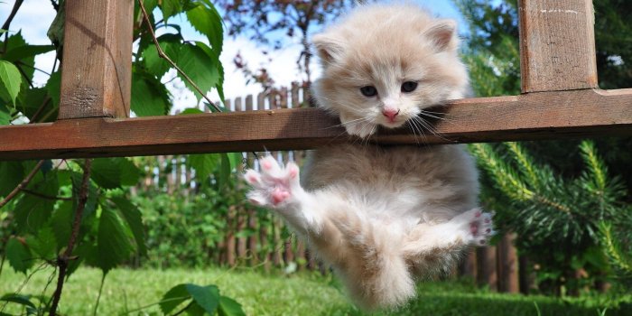 1920x1080 76 Best Hd Kitten Wallpapers, 38786883 - 1920x1080 Wallpaper
