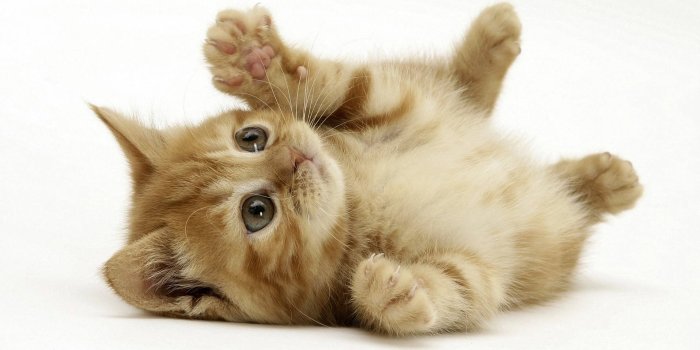 1920x1080 Kittens wallpaper ·① Download free stunning full HD wallpapers