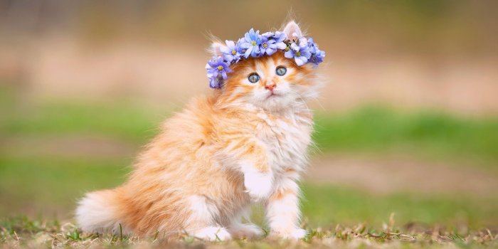 3600x2395 Kitten Wallpaper , Free Stock Wallpapers on ecopetit.cat