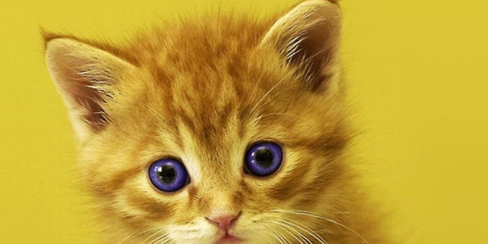 1080x1920 Images Of Kitten For My Phone Wallpaper - Kitten Wallpaper Hd For