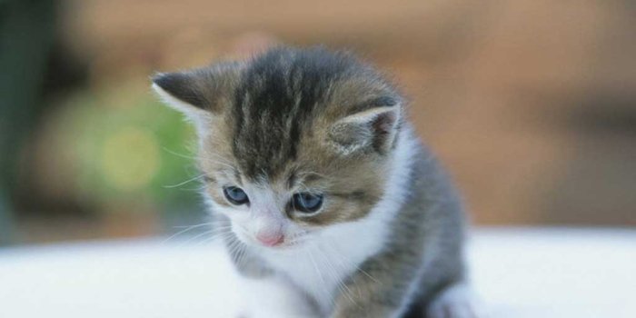 1024x768 Free download cute kitten wallpaper [1024x768] for your Desktop