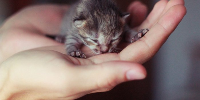 1500x1000 21 Purrfect Photos of Tiny Kittens That Fit In Your Palm - 500px