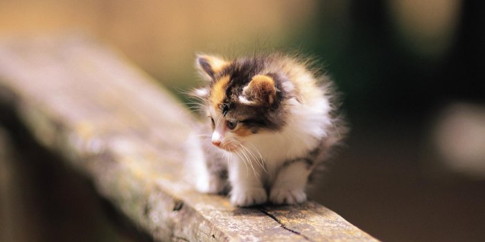 1920x1200 Pretty Kittens in yard - Kittens Wallpaper (13937766) - Fanpop