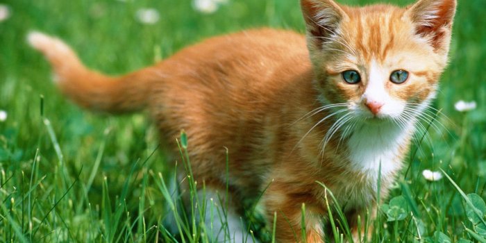 1600x1200 Best 40+ Kitten Backgrounds on HipWallpaper | Cute Kitten