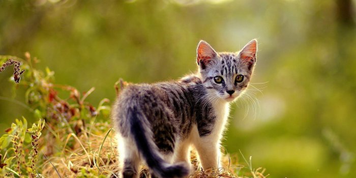 1920x1200 Beautiful small kitten wallpaper - Animal wallpapers - #53011