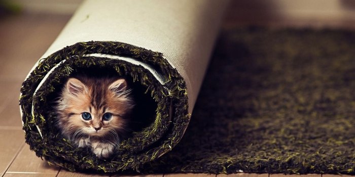 1280x800 Little Cute Kitten Wallpaper | 1280x800 | ID:47096
