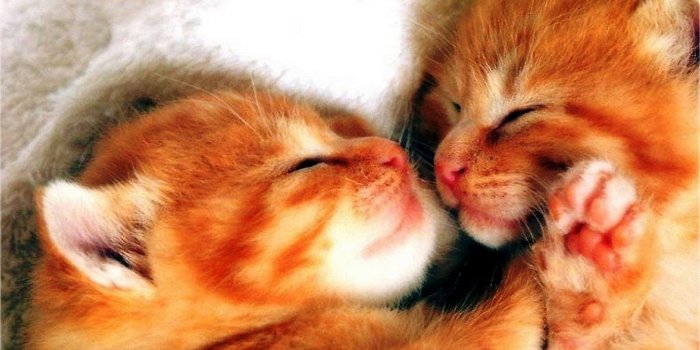 1920x1080 Cute Little Kitten Wallpaper | 2020 Cute Wallpapers