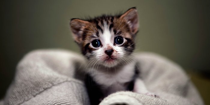 4068x2712 Kitten Wallpapers HD | Kittens cutest, Cute cats, Kittens funny