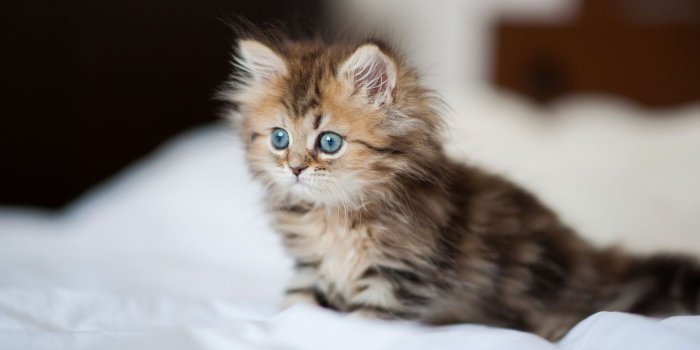 1920x1080 Free download 66 Kitten Wallpapers 1920x1080 Album on Imgur
