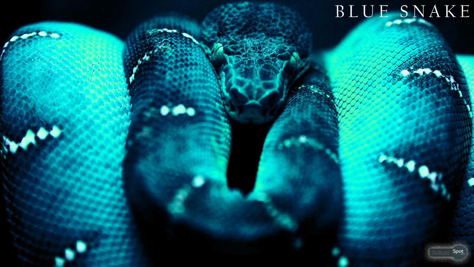 1920x1080 Best 49+ Snake Backgrounds on HipWallpaper | Amazing Snake