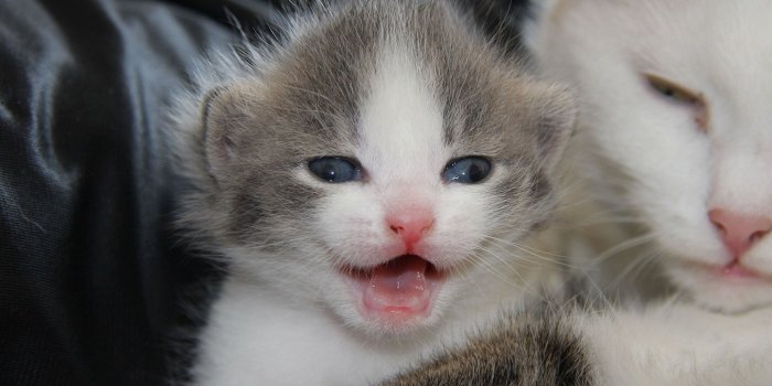 1920x1200 Small kitten wallpaper - Animal wallpapers - #38782