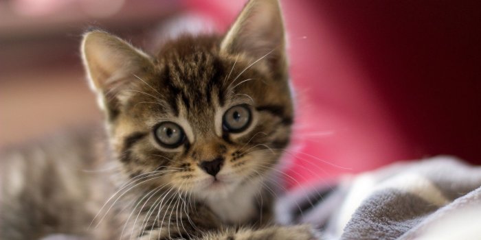 1920x1080 39 Kittens Wallpapers - WallpaperBoat