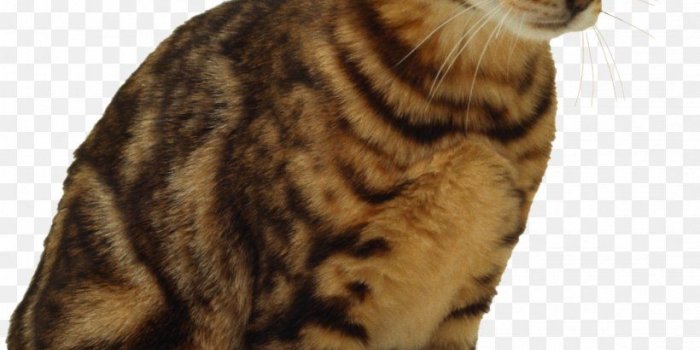 820x1182 Cat Kitten Wallpaper, PNG, 384x500px, California Spangled