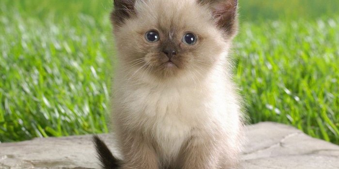 1280x804 Cute Himalayan Kitten wallpapers | Cute Himalayan Kitten stock photos