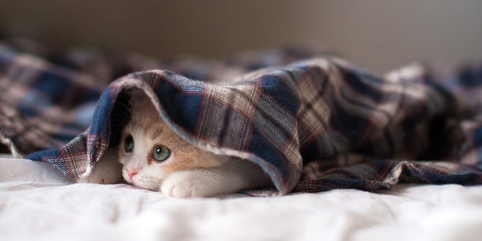 1920x1080 Cute Little Kitten Wallpaper _Checkout for more amazing Wallpapers..