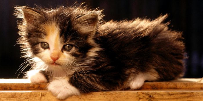 1920x1080 Little fluffy kitten wallpaper | 1920x1080 | #13683