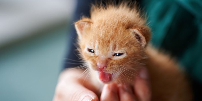 1920x1200 Little fluffy kitten #6972770
