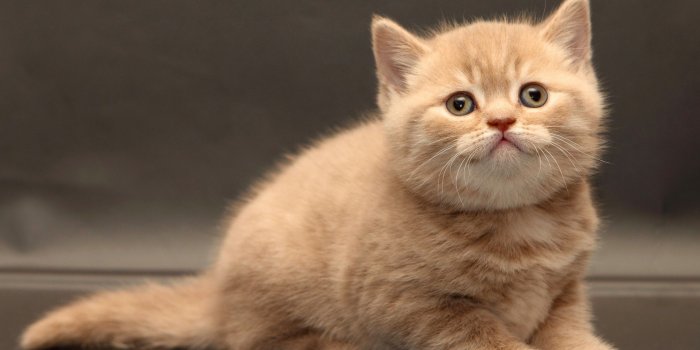 2880x1800 Kitten wallpaper | animals | Wallpaper Better