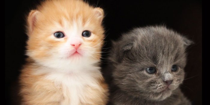 1280x1024 Two Cute Kittens Wallpaper - Two Cute Kittens Wallpapers For