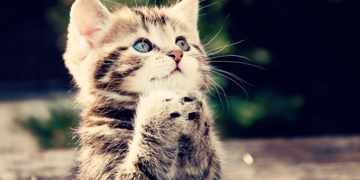 1920x1200 Page 2 of kitten 4K wallpapers for your desktop or mobile screen