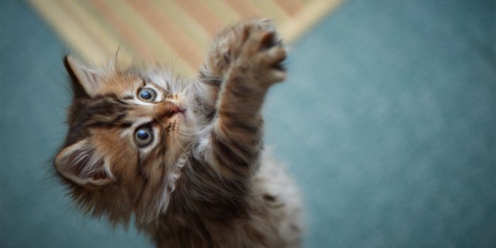 1920x1200 Fluffy Kitten Wallpaper Wide Free Download > SubWallpaper