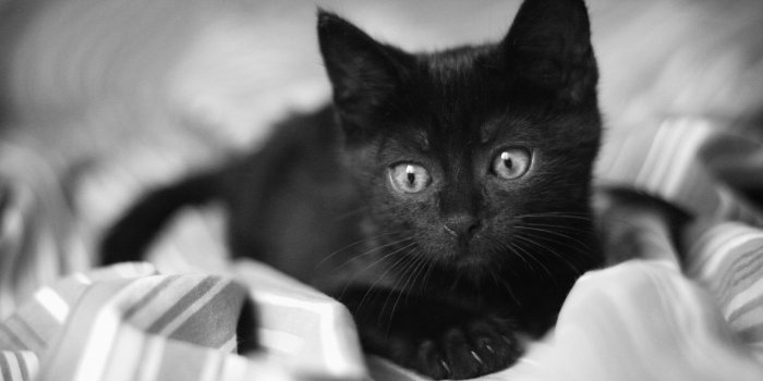 3840x2400 Black Kitten Wallpapers - Top Free Black Kitten Backgrounds