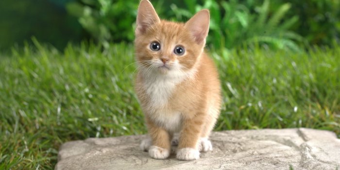 1920x1200 Cute Little Kitten - Kittens Wallpaper (41471690) - Fanpop
