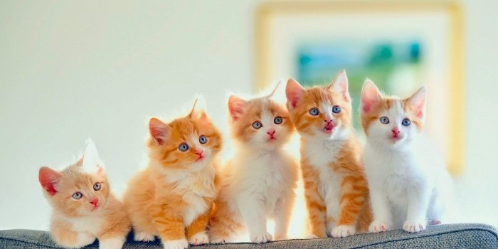1920x1080 Golden Kitten Wallpaper | Kitten wallpaper, Cats, kittens, Baby cats