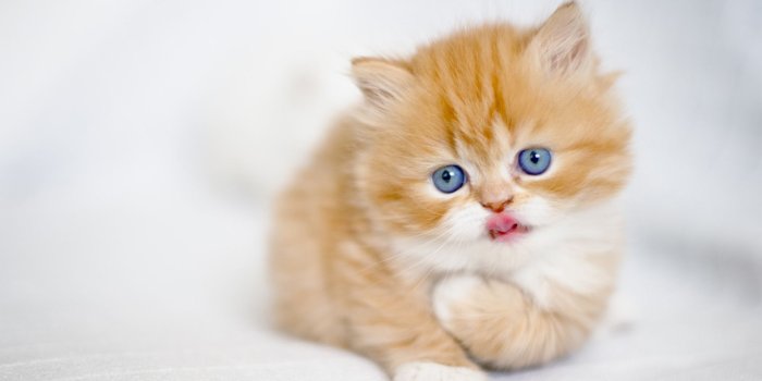 1920x1080 Cool Cat Kitten Wallpaper - Wallpaper Stream