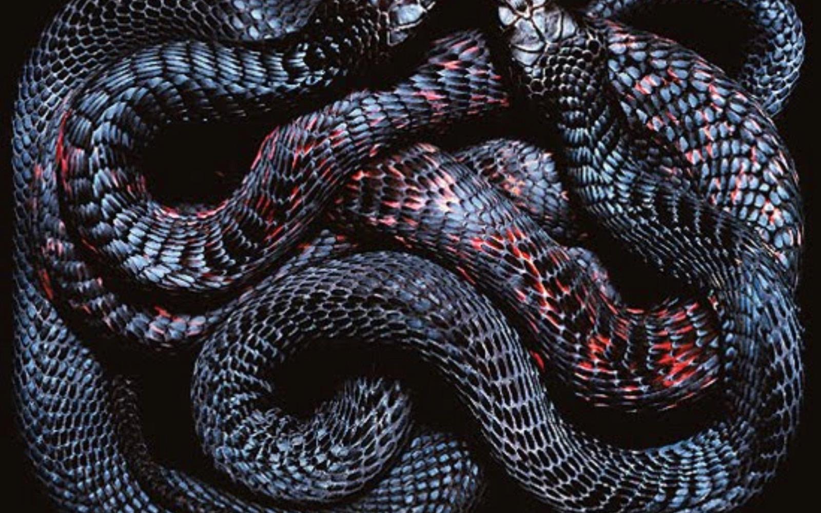 1920x1200 Snake Background, Dangerous Black Snake Background, #21133