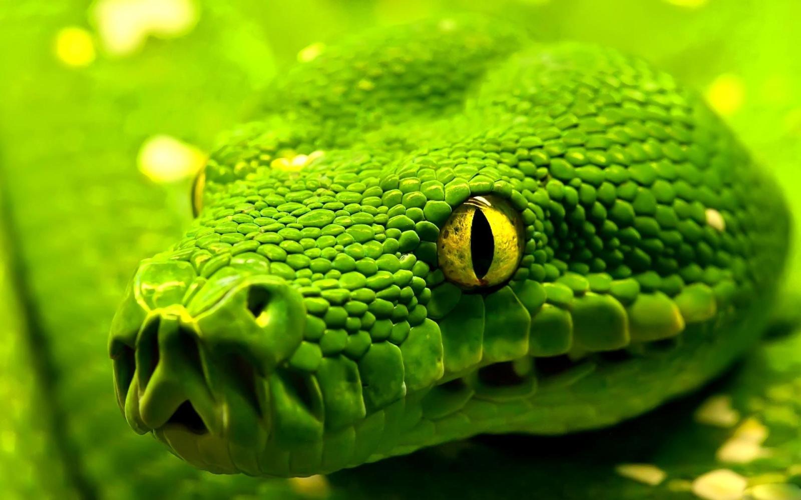 1920x1200 Amazon.com: HD Snake Wallpapers: Appstore for Android