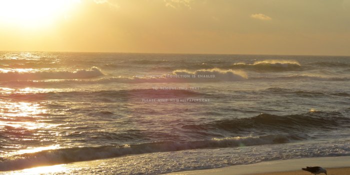 4000x3000 golden sunrise gull outer banks ocean
