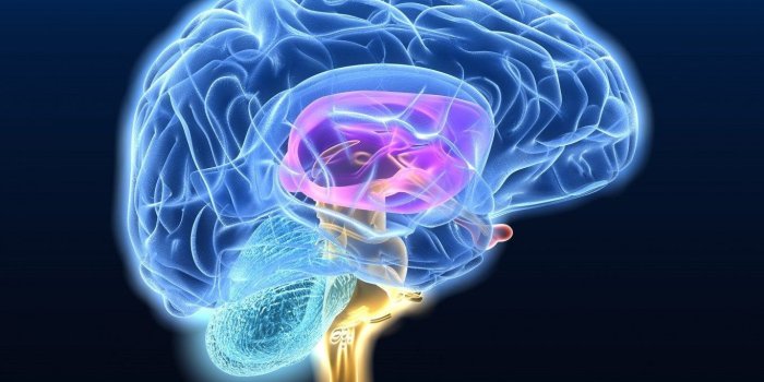 1366x768 Neon Brain Anatomy Medical Head 1366x768 Wallpapers Free HD