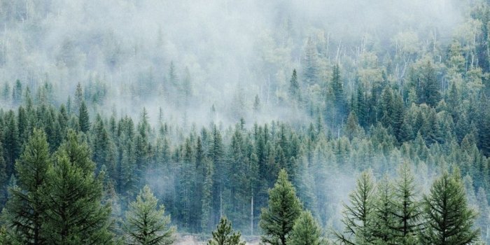 1000x1500 350+ Pine Tree Pictures | Download Free Images & Stock Photos on