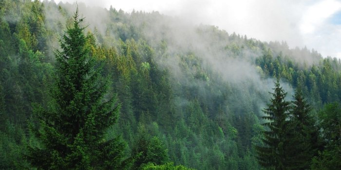 1920x1080 64+ Pine Tree Wallpapers on WallpaperPlay